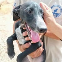Darko, agil, verspielt, neugierig, Hund zur Adoption