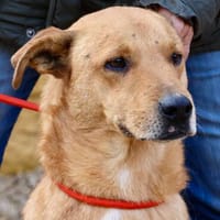 Huesos, freundlich, offen, lernwillig, Hund zur Adoption