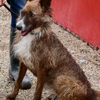 Nadia, aktiv, freundlich, aufgeschlossen, Hündin zur Adoption
