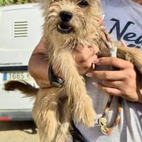 Lupita, verschmust, neugierig, verträglich, Hündin zur Adoption