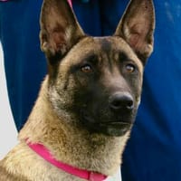 Celine, lernwillig,  aufmerksam, freundlich, Hündin zur Adoption