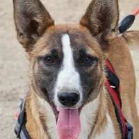 Romo, agil, verspielt, lernwillig, Hund zur Adoption
