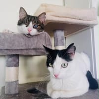 Ida und Nia aus dem Tierschutz, Katze zur Adoption