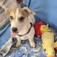 Hallo! Ich bin Peanut und suche Dich :-), Hund zur Adoption