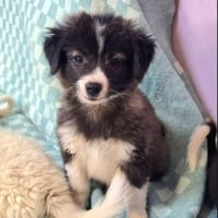 Baby Hazel möchte Ihr Köfferchen packen, Hündin zur Adoption