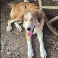 Cleo sucht ein Zuhause, in dem sie geliebt und umsorgt wird., Hündin zur Adoption