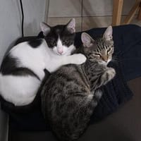 Cheddi & Pecorino suchen gemeinsam ein Zuhause, Kater zur Adoption