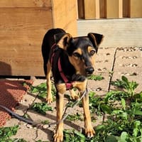 Milla, zuckersüße Junghündin geb. 04/2026, Hündin zur Adoption