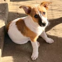 Tia (Welpe) ein feines Mädchen, Hündin zur Adoption
