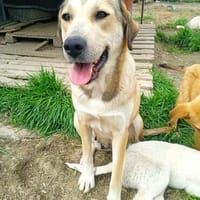 Collie-Mix Vicky -ein sanftes und wunderschönes Wesen, Hündin zur Adoption