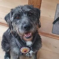 Schenkst du Melody ein neues Leben?, Hündin zur Adoption