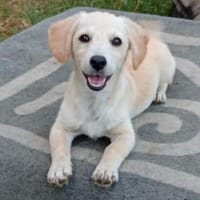 Welpe Rulf - ein zuckersüßer Sonnenschein, Hund zur Adoption