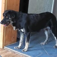 STELLA, Hündin zur Adoption