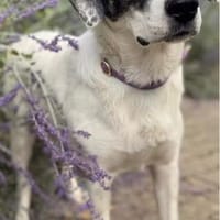 Sharo, Hund zur Adoption