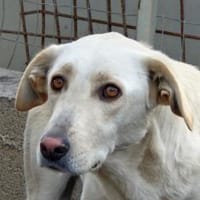 Olias - wartet in 53343 Wachtberg, Hündin zur Adoption