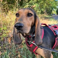Pruccica ❤Laufhundin Mischling sucht ländliches Zuhause, Hündin zur Adoption