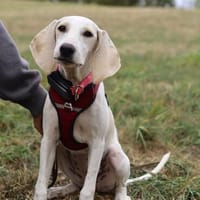 Sadie 😍 liebe und anhängliche Junghündin auf Pflegestelle, Hündin zur Adoption