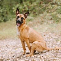 Zaina, chienne à adopter