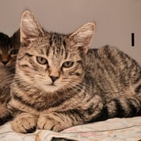 TALLIN, chatte à adopter