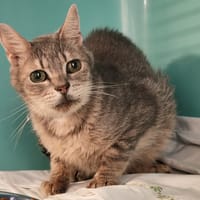 FLUO HAB17532, chat à adopter
