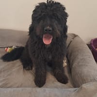 Kakou, chien à adopter