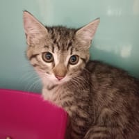 Abeille, chatte à adopter