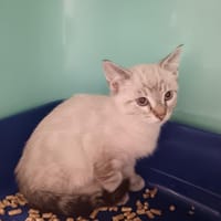 Coccinelle, chatte à adopter