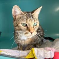 Moon, chatte à adopter