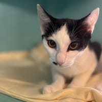 TCHOUPIRATE, chat à adopter