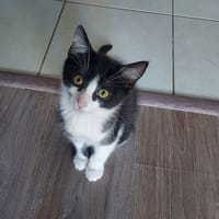 PONZU, chat à adopter