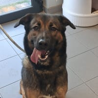 USKA, chienne à adopter