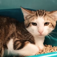 BRIOCHE, chatte à adopter