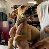 KIKINETTE, chienne à adopter