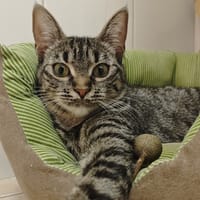 LUMI, chatte à adopter