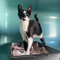 MOON, chatte à adopter