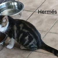 Hermes, chat à adopter