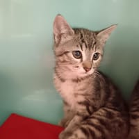 Fourmie, chatte à adopter
