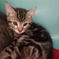 Bourdon, chat à adopter