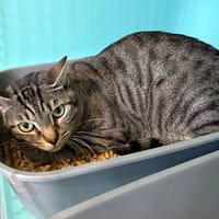 Balou, chat à adopter