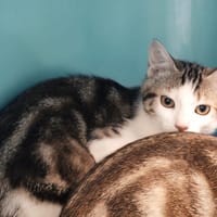 BLINIS, chat à adopter