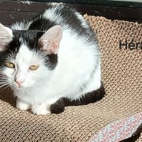 Héra, chatte à adopter
