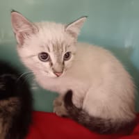 Mouche, chatte à adopter