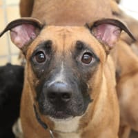 VAYA, chienne à adopter