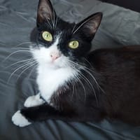 MYLLA, chatte à adopter