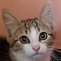 HERMINE, chatte à adopter