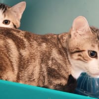 PANCAKE, chat à adopter