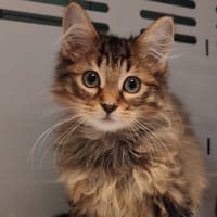 SOFIA, chatte à adopter