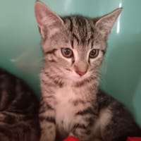 Frelon, chat à adopter