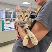 PATTENROND, chat à adopter
