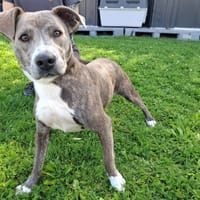 PIxel, chienne à adopter